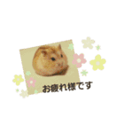 敬語だけではないハムスタースタンプ（個別スタンプ：16）