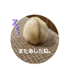 敬語だけではないハムスタースタンプ（個別スタンプ：17）