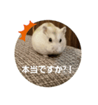 敬語だけではないハムスタースタンプ（個別スタンプ：19）