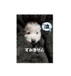 挨拶するトイプードルmomo2（個別スタンプ：12）