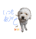 挨拶するトイプードルmomo2（個別スタンプ：14）