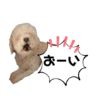 挨拶するトイプードルmomo2（個別スタンプ：18）