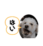 挨拶するトイプードルmomo2（個別スタンプ：20）