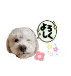 挨拶するトイプードルmomo2（個別スタンプ：26）
