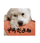 挨拶するトイプードルmomo2（個別スタンプ：30）