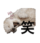挨拶するトイプードルmomo2（個別スタンプ：32）