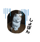 ねこミルク②（個別スタンプ：6）