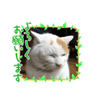 ねこミルク②（個別スタンプ：8）