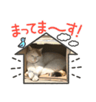 ねこミルク②（個別スタンプ：9）