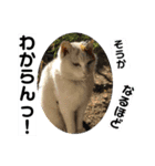 ねこミルク②（個別スタンプ：10）