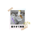 ねこミルク②（個別スタンプ：11）