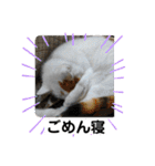 ねこミルク②（個別スタンプ：12）