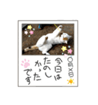 ねこミルク②（個別スタンプ：13）