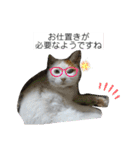 ねこミルク②（個別スタンプ：16）