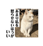 ねこミルク②（個別スタンプ：18）