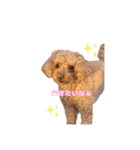 めいぽんまる2(ラッキーもいるよ)（個別スタンプ：3）