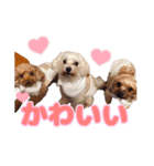 めいぽんまる2(ラッキーもいるよ)（個別スタンプ：21）