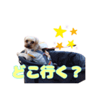 めいぽんまる2(ラッキーもいるよ)（個別スタンプ：22）