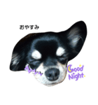 犬のチョコ君7♡（個別スタンプ：2）