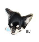犬のチョコ君7♡（個別スタンプ：3）