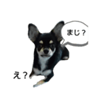 犬のチョコ君7♡（個別スタンプ：5）
