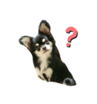 犬のチョコ君7♡（個別スタンプ：6）