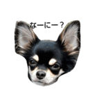 犬のチョコ君7♡（個別スタンプ：7）