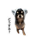 犬のチョコ君7♡（個別スタンプ：10）