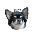 犬のチョコ君7♡（個別スタンプ：11）