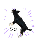 犬のチョコ君7♡（個別スタンプ：13）