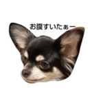 犬のチョコ君7♡（個別スタンプ：14）