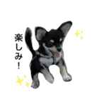 犬のチョコ君7♡（個別スタンプ：15）