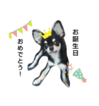 犬のチョコ君7♡（個別スタンプ：16）