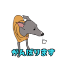イタグレのジーナさん（個別スタンプ：12）