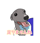 イタグレのジーナさん（個別スタンプ：14）