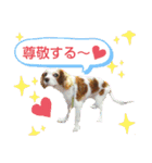 保護犬・保護猫・大切な家族～改正版～（個別スタンプ：3）