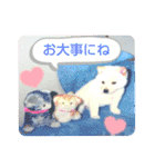 保護犬・保護猫・大切な家族～改正版～（個別スタンプ：24）