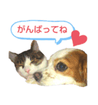 保護犬・保護猫・大切な家族～改正版～（個別スタンプ：25）