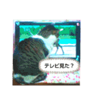 保護犬・保護猫・大切な家族～改正版～（個別スタンプ：35）