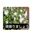 春のお花でご挨拶（個別スタンプ：9）