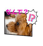 マロンのささやき（個別スタンプ：15）