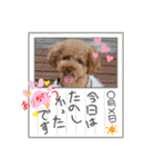 マロンのささやき（個別スタンプ：16）