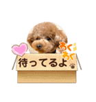 マロンのささやき（個別スタンプ：17）