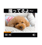 マロンのささやき（個別スタンプ：32）