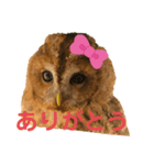 モリフクロウのハリースタンプ（個別スタンプ：1）