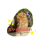 モリフクロウのハリースタンプ（個別スタンプ：4）