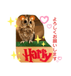 モリフクロウのハリースタンプ（個別スタンプ：5）