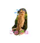 モリフクロウのハリースタンプ（個別スタンプ：6）
