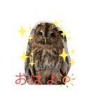 モリフクロウのハリースタンプ（個別スタンプ：8）