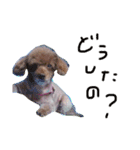 ちろるです。（個別スタンプ：1）